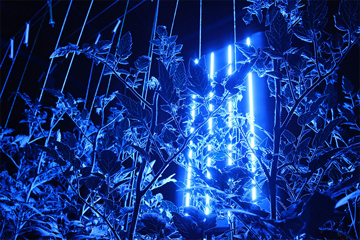 クロロフィル蛍光を計測中の写真