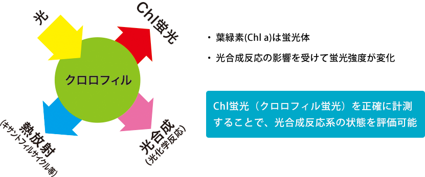 クロロフィル