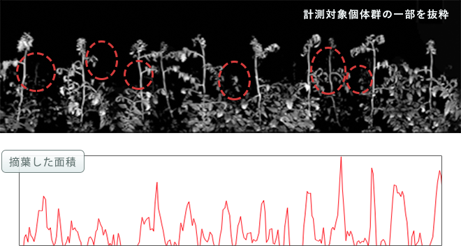摘葉（葉かき）作業の評価 イメージ図