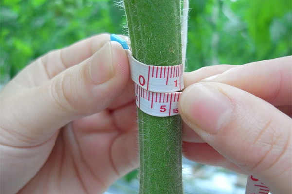 テープメジャーでの計測