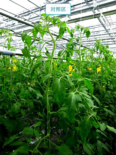 対照区スケルトン