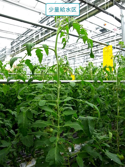 少量給水区スケルトン