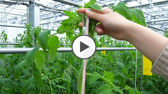 生育スケルトンの生体計測手順