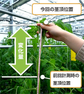 茎伸長計測