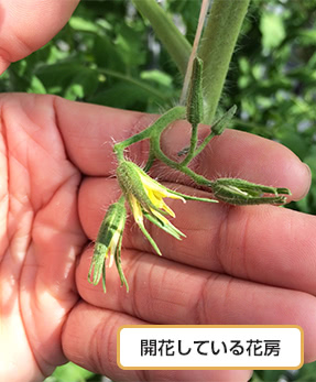 開花している花房