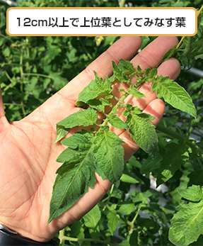 12cm以上で上位葉としてみなす葉