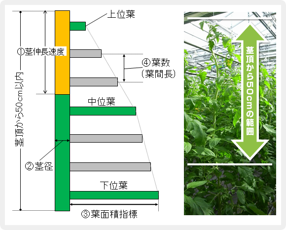 生育スケルトンの概略図